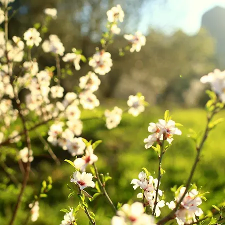 Hotel Koop' / Eski Datça